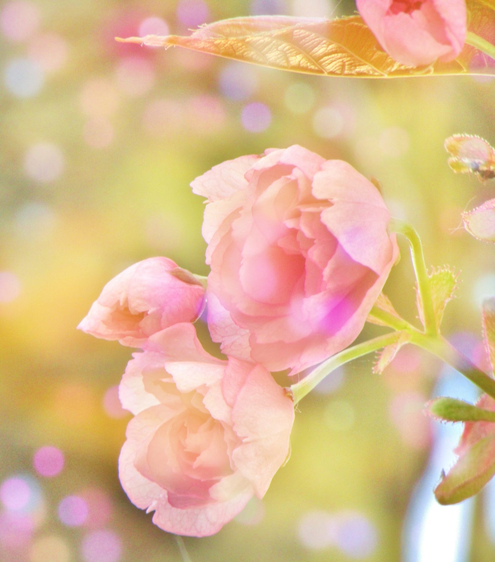 原来我就是爱本身